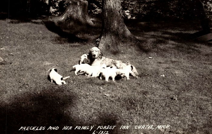 Curtis - Vintage Postcard (newer photo)